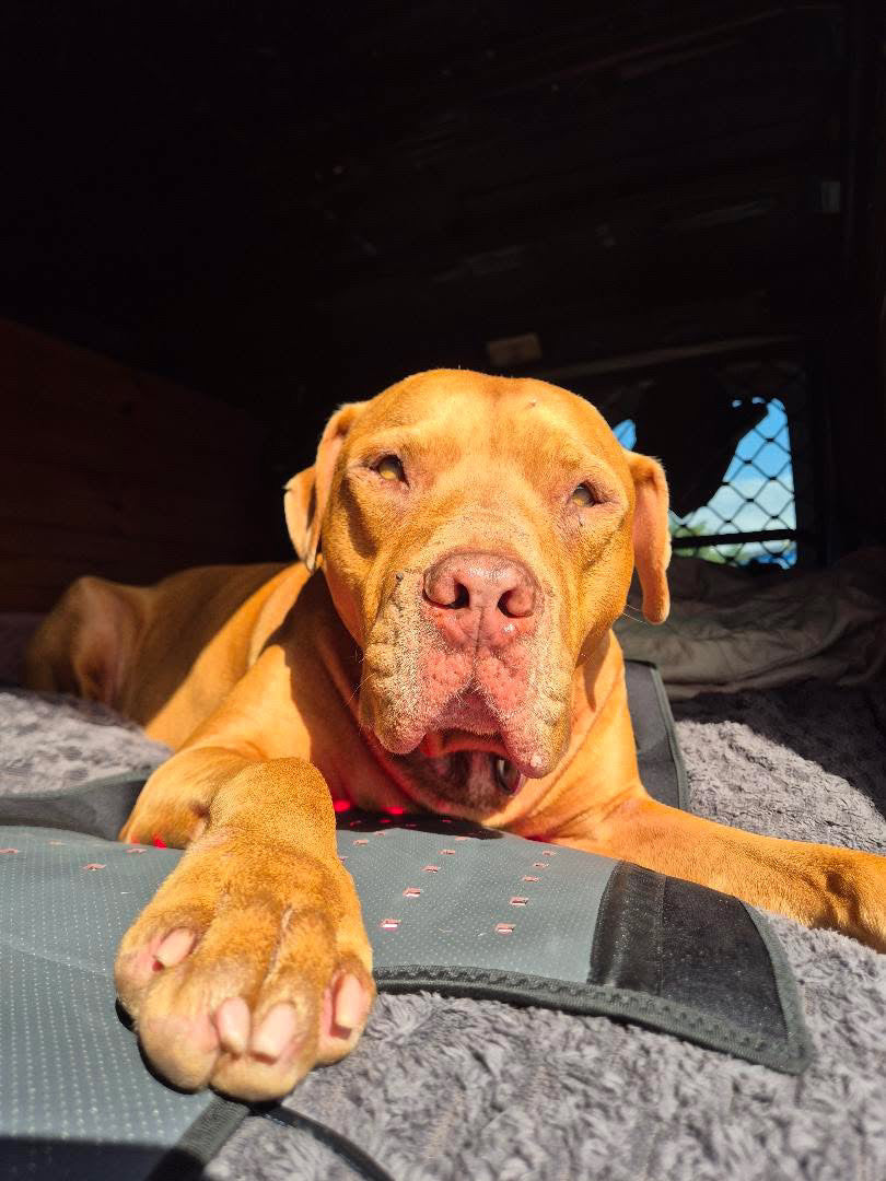 Large Pawlight Therapy Mat