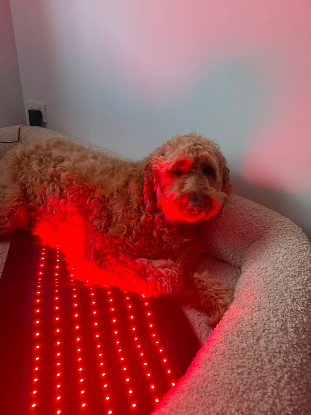 Large Pawlight Therapy Mat