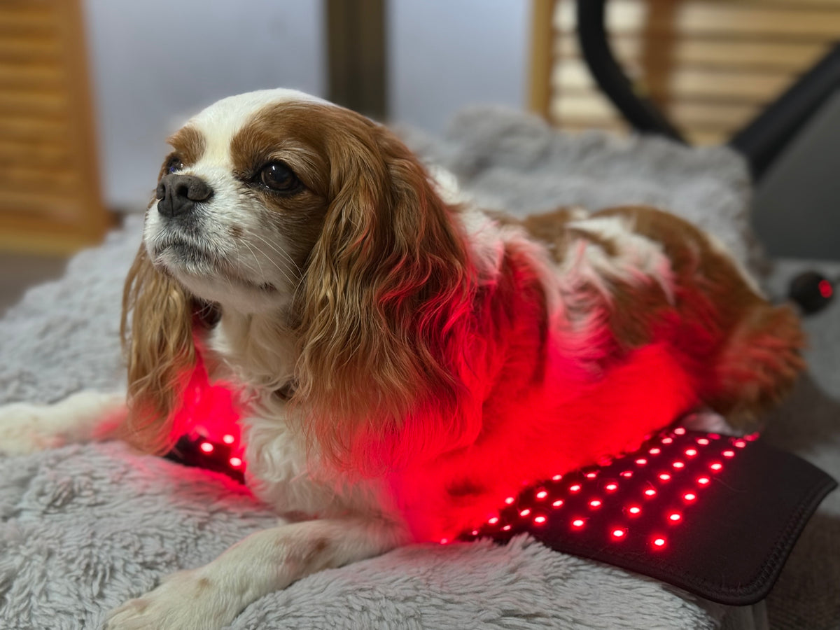 Small Pawlight Therapy Mat