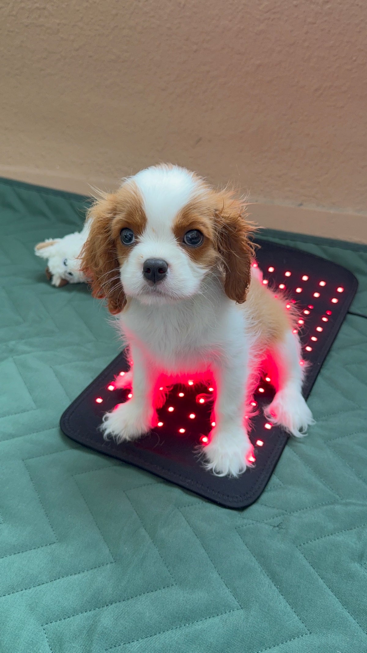 Small Pawlight Therapy Mat