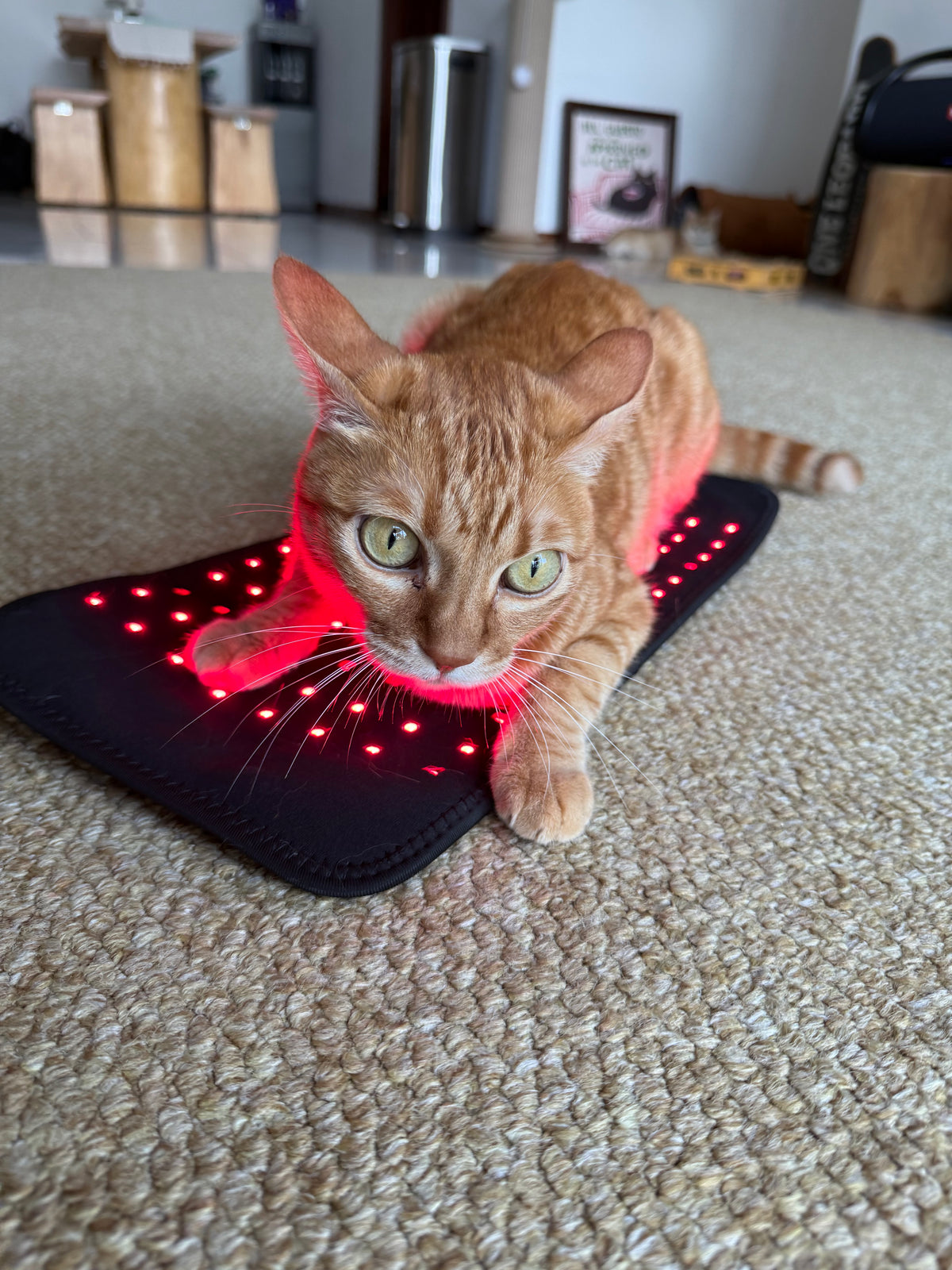 Small Pawlight Therapy Mat