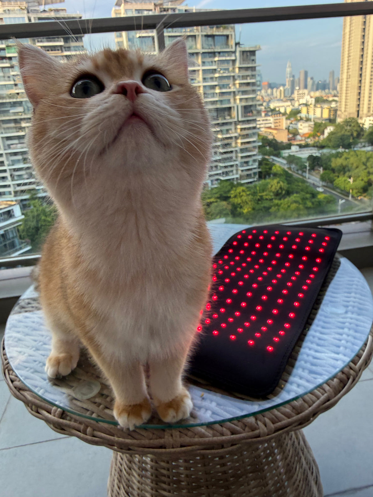 Small Pawlight Therapy Mat